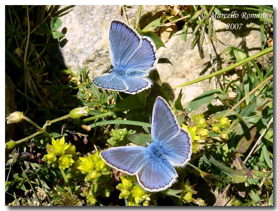 Meglio tardi che mai: Polyommatus escheri (Alpi Marittime)